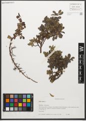 Foto von Salix retusa L.